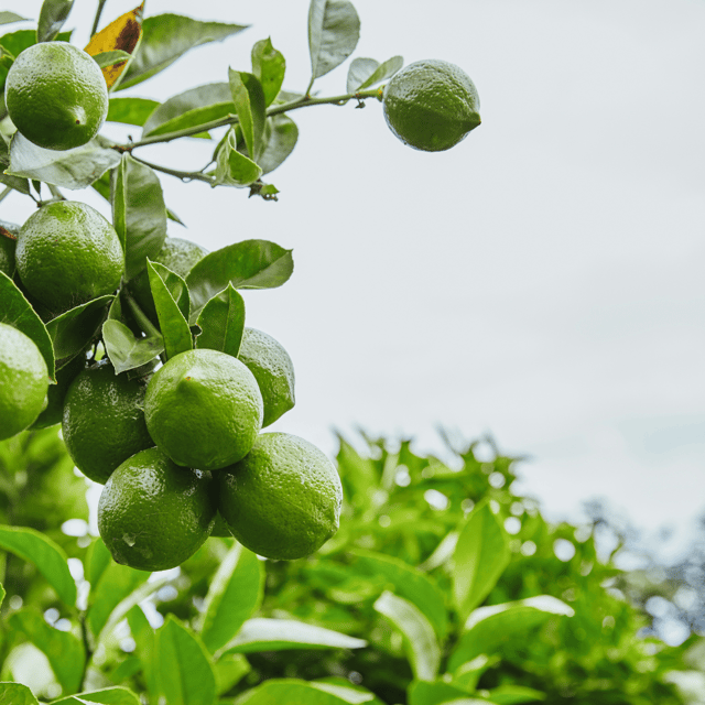 All Time Lime / Lemon Fruit Plant & Tree (Grafted)