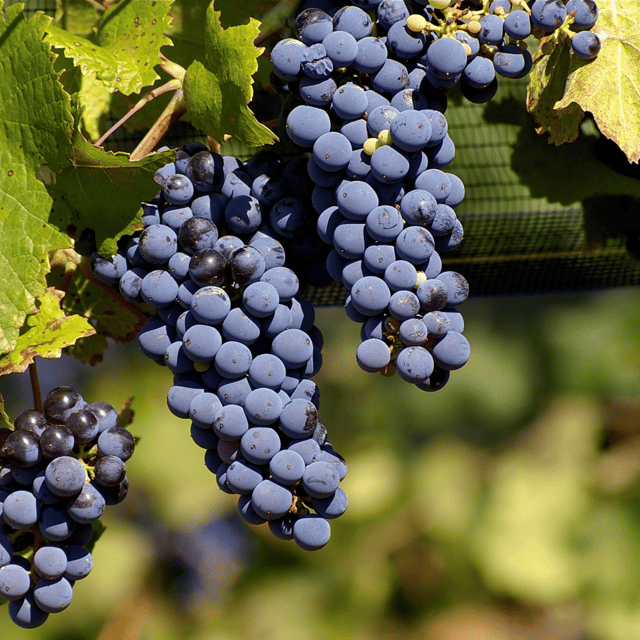 Black Grapes Fruit Plant & Tree-(Grafted)