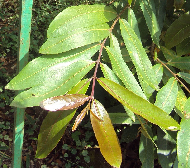 Terminalia Arjuna /Arjun Live Plant & Tree