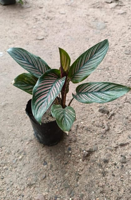 Pin-Strip Calathea Live Indoor Plant (Pink)