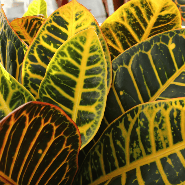 Croton Petra Live Plant