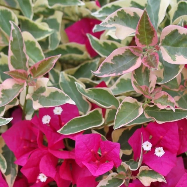 Variegated Bougainvillea Flower Plant