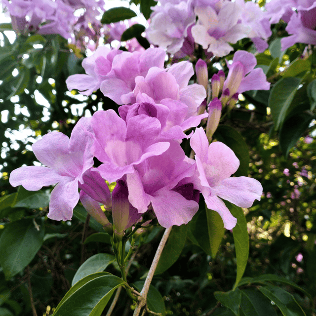 Mansoa Alliacea/Garflic (Vine) Flower Plant