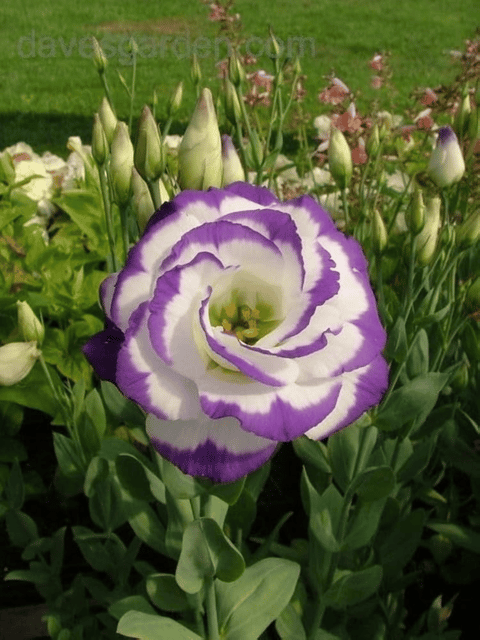 Nandini Flower Plant | Lisianthus Flower Plant (Mix Colour)