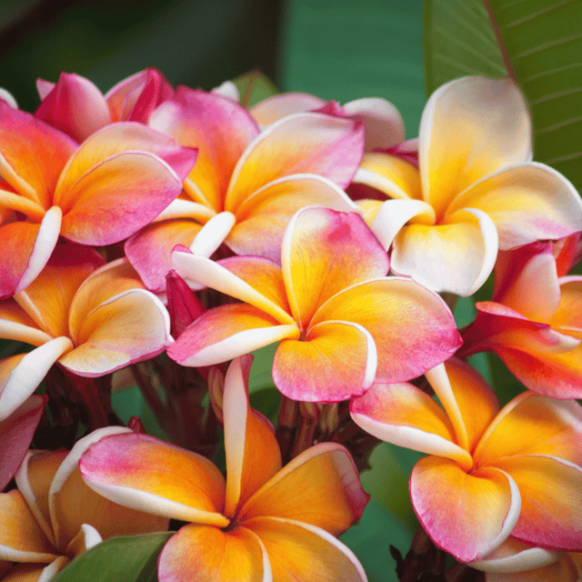 Plumeria Flower Plant