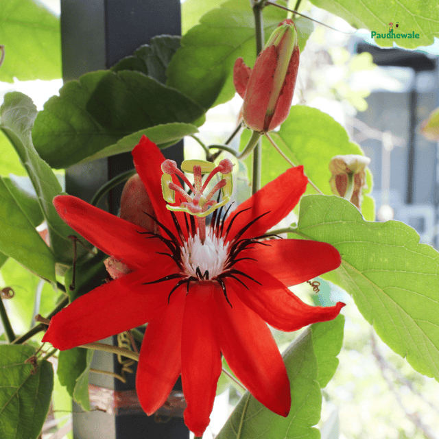 Rakhi Bell Flower Passion / Passiflora Live Plant (Red)