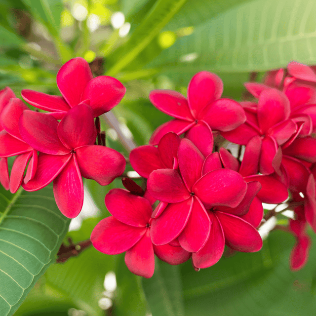 Plumeria Flower Plant(Red)