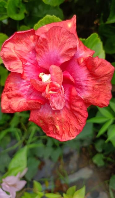 American Hibiscus Flower Plant ( Any Colour)