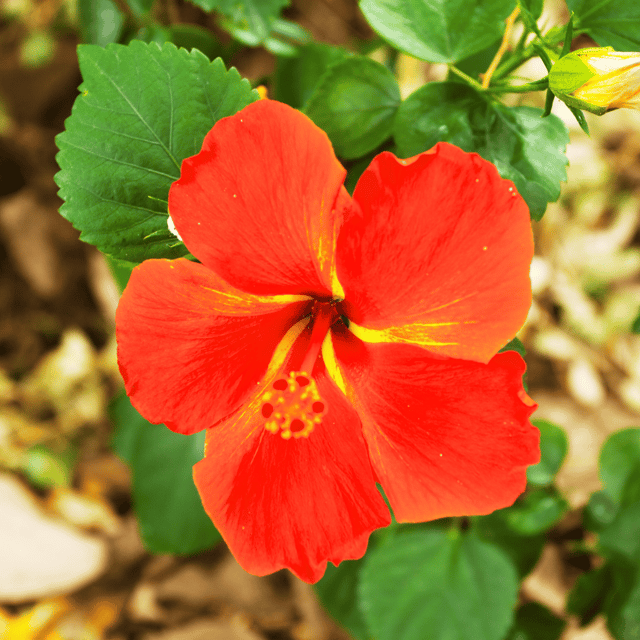 Hybrid Pune Hibiscus Flower Plant