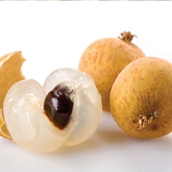 4 Season Longan Fruit Plant & Tree-(Grafted)