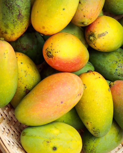 Rare Chiang Mai Mango Fruit Tree & Plant- (Grafted)