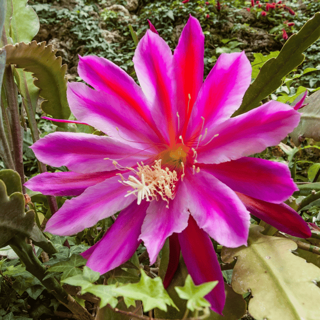 Pink Brahma Kamal - (Saussurea obvallata)  (Bare Rooted)