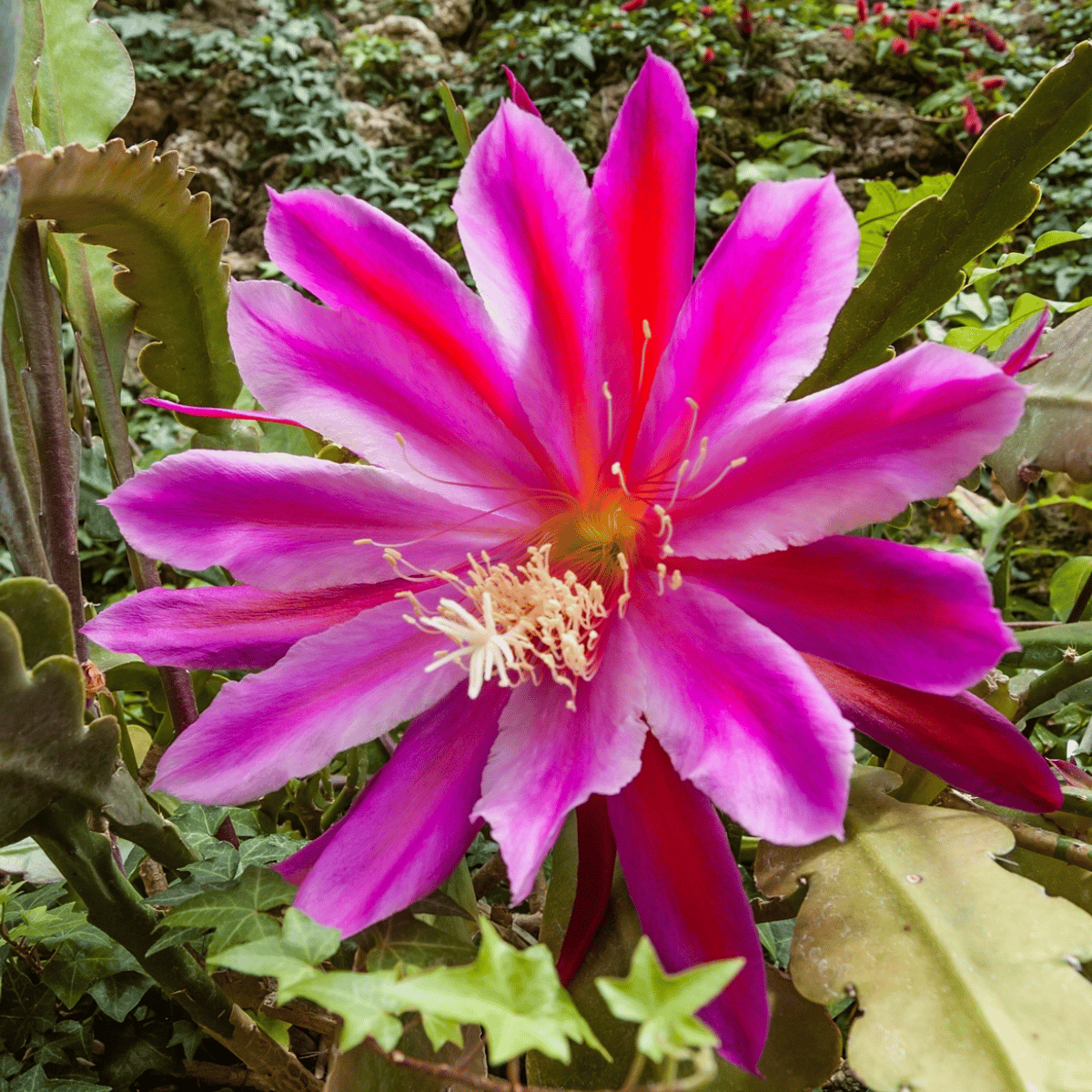 Pink Brahma Kamal - (Saussurea obvallata)  (Bare Rooted)