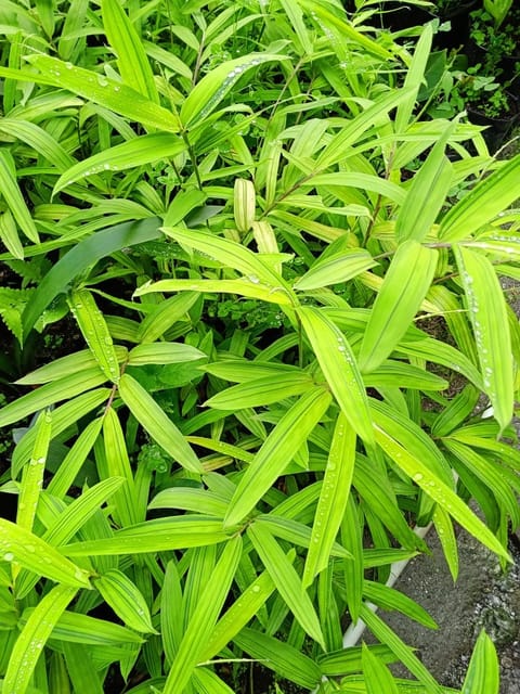 Yellow Variegated Bamboo (indoor variety of bamboo)(Bare Rooted)