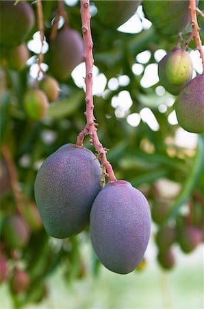 Blue-Mango Fruit Plant & Tree-(Grafted)