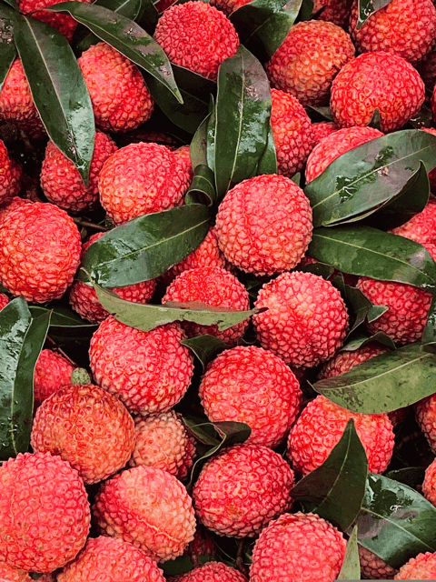 Bombai Litchi Lychee Fruit Live Plant & Tree (Grafted)