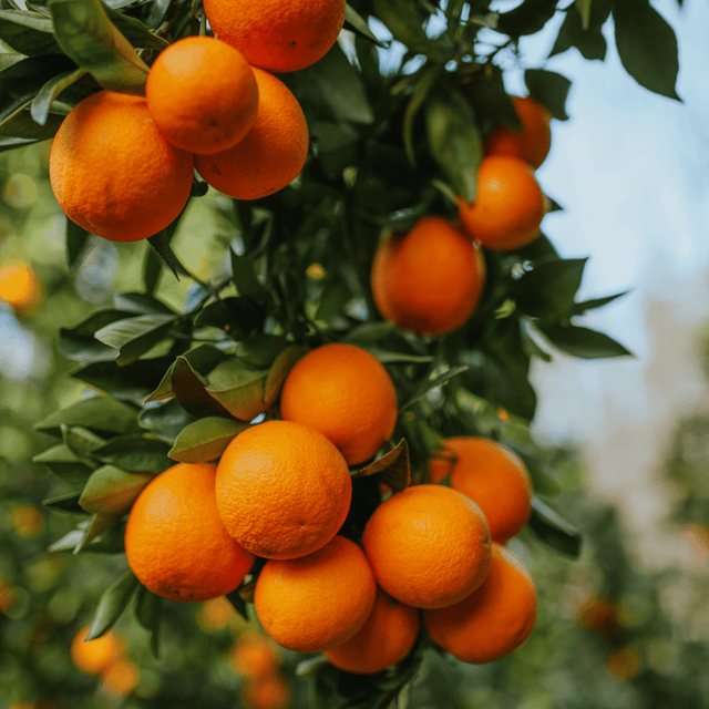 Nagpur Orange Grafted Live Plant & Tree(Grafted)