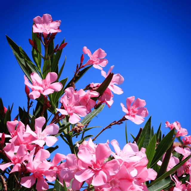 Pink Oleander Kaner Flower Plant (Pink Korobi)