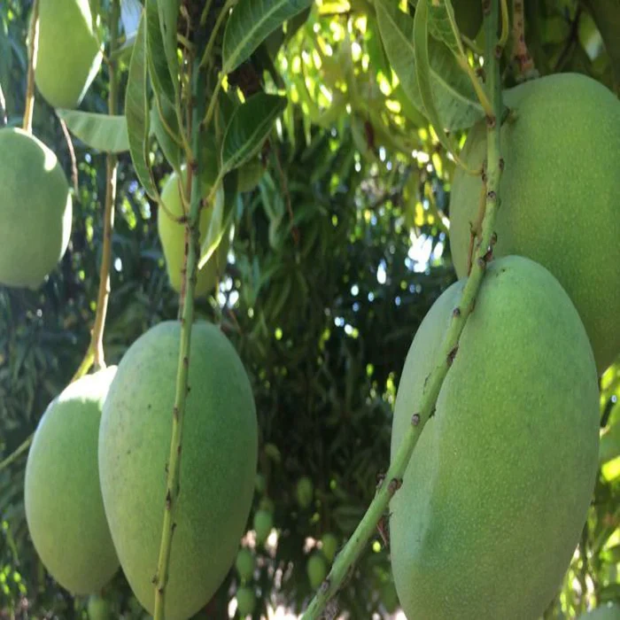 Mallika Mango/Aam fruit plant/Tree (Grafted)