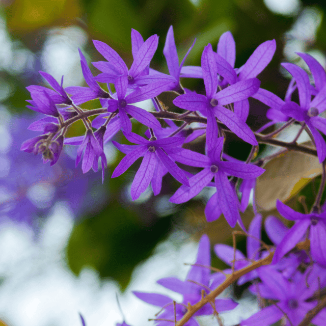 Neel Moni Lota / Sandpaper Vine (Petrea volubilis) Live Flower Plant