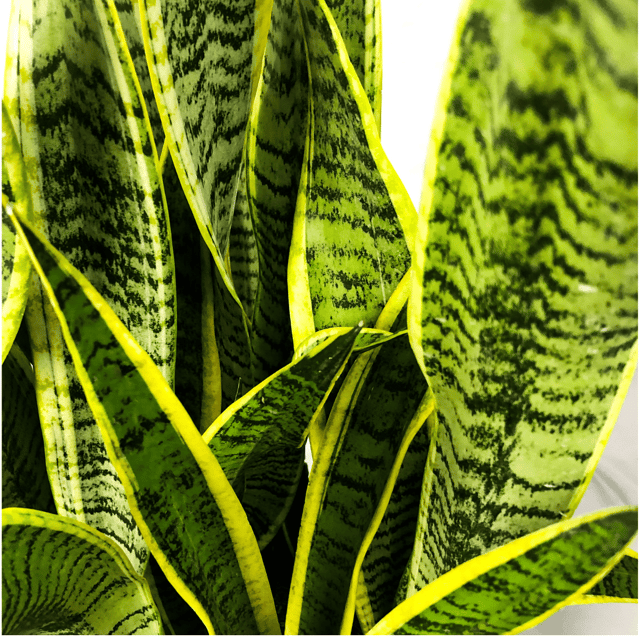 Sansevieria Gold Flame Snake Succulent Live Plant (Bare Rooted)