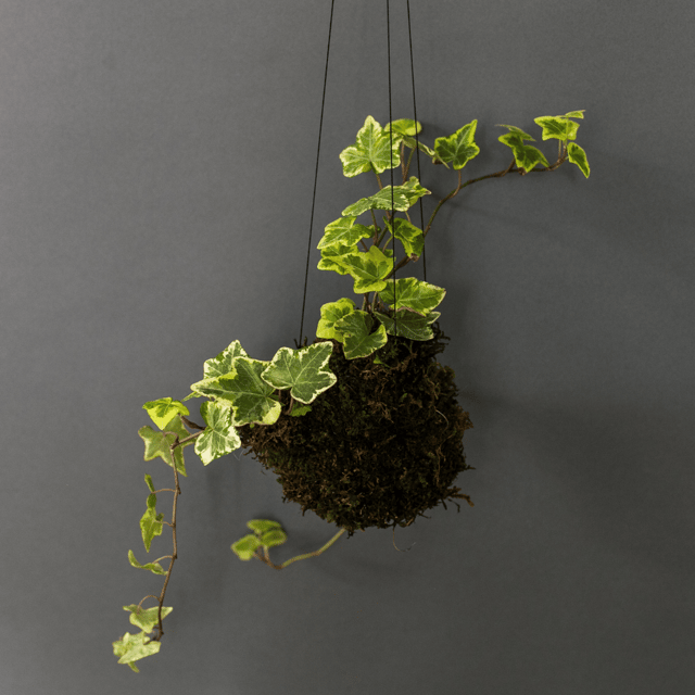 Maple Ivy Plant (Acer Cissifolium) - (Bare Rooted)