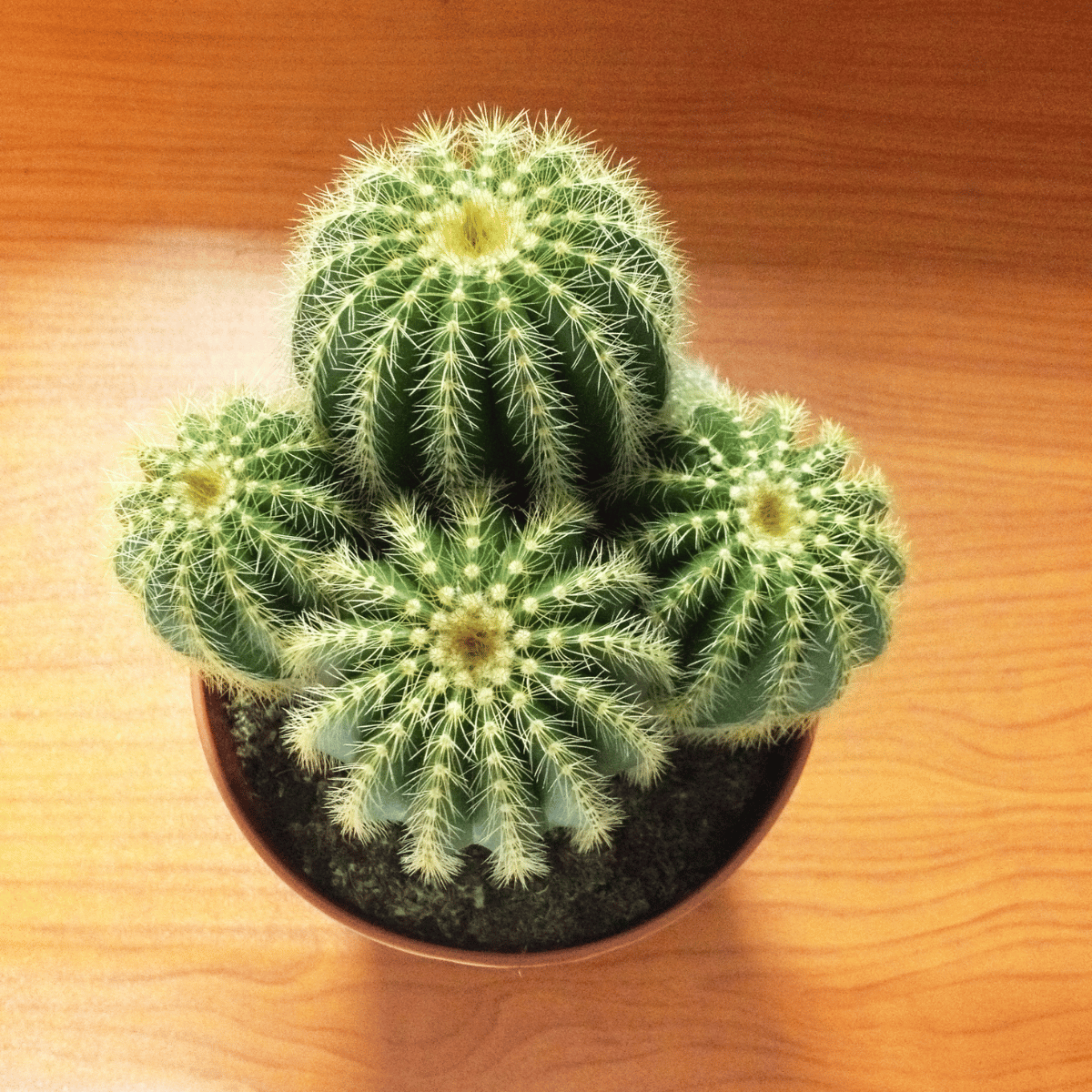 Buy Barrel Cactus Plant (Round Cactus) -(Bare Rooted)