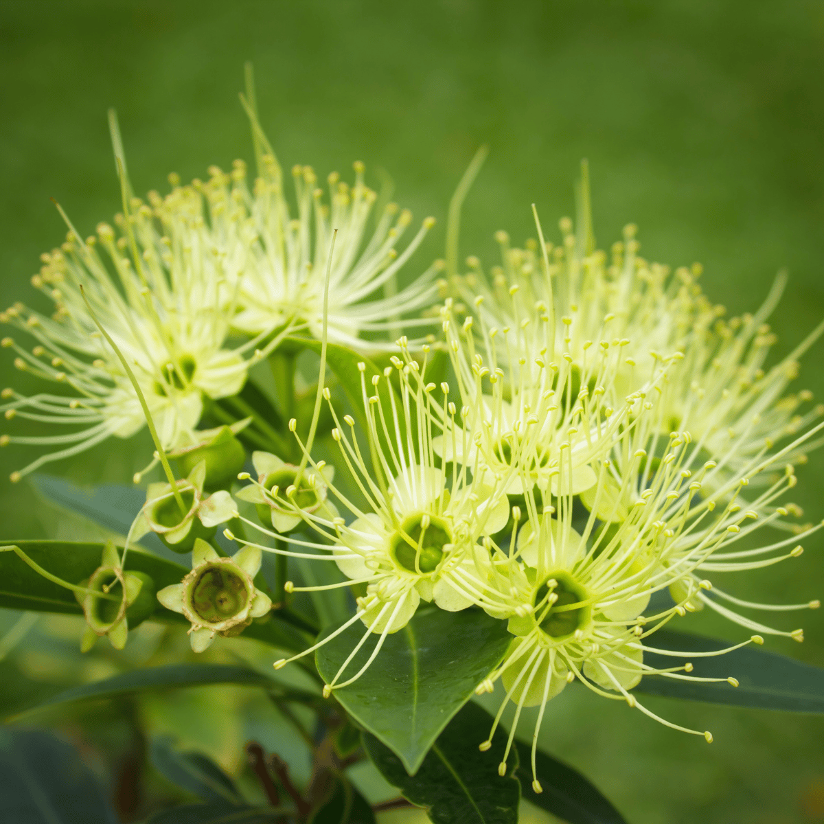First Love Golden Penda Yellow Flower Plant