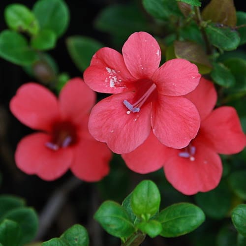 Barleria Repens Flower Plant