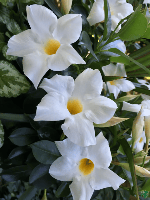White Mandevilla Flower Plant