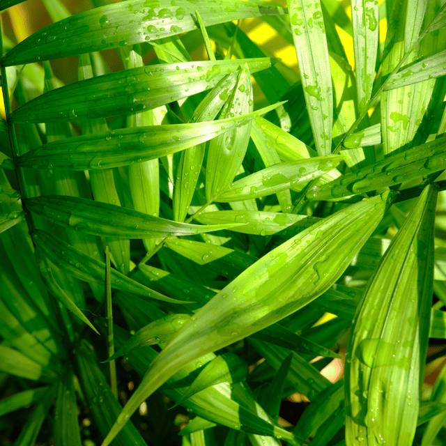 Sepotia Palm Plant /Tree (Arecaceae Green) - Bare Rooted