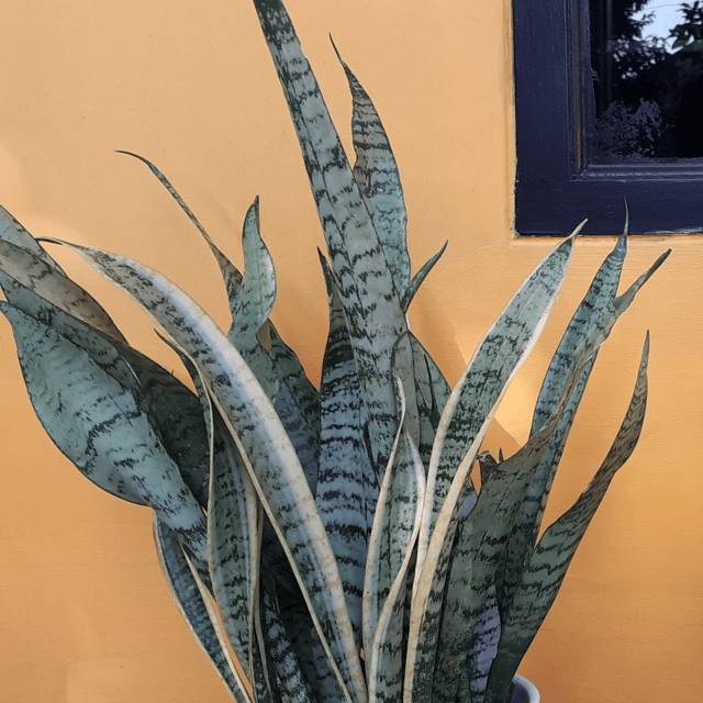 Sansevieria Whitney Silver Flame Snake Plant (Dracaena Trifasciata) - (Bare Rooted)