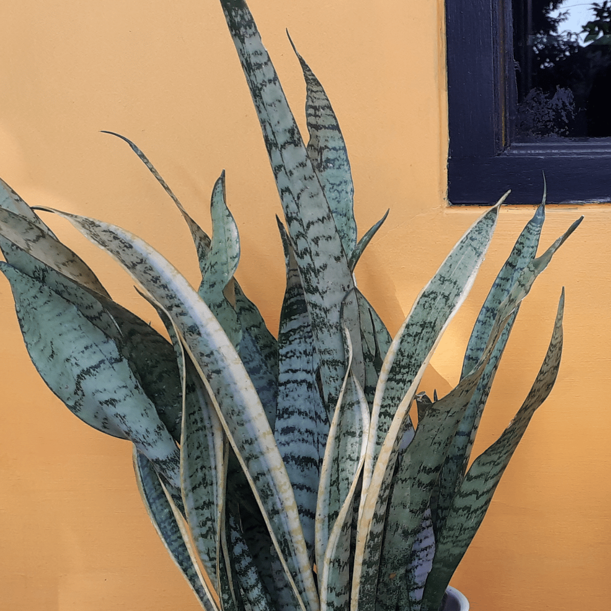 Sansevieria Whitney Silver Flame Snake Plant (Dracaena Trifasciata) - (Bare Rooted)