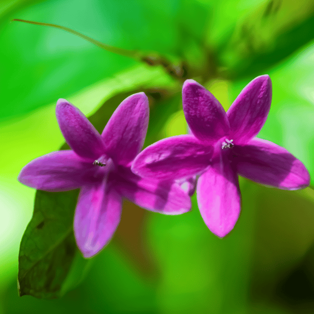 Nil Tagar Flower Plant