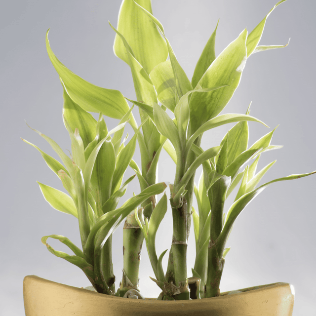 Golden Lucky Bamboo Plant