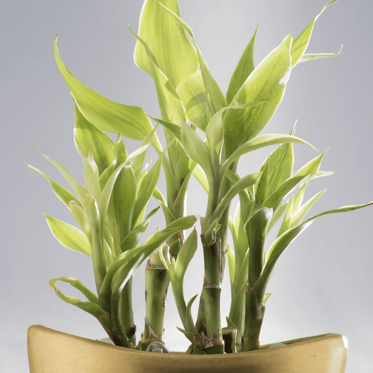 Golden Lucky Bamboo Plant