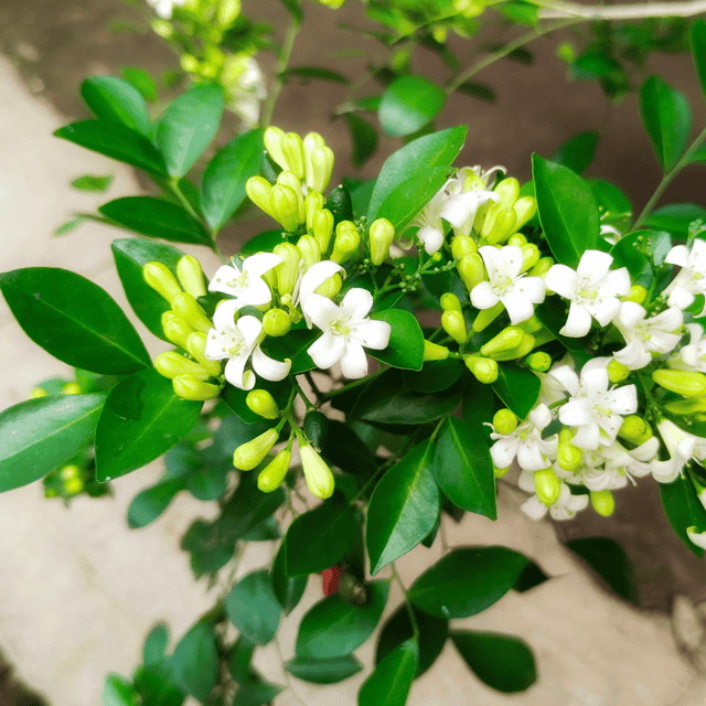 Madhu Kamini Flower Plant ( Pot Not included )