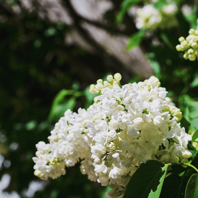 Lagerstroemia Furush White Flower Plant