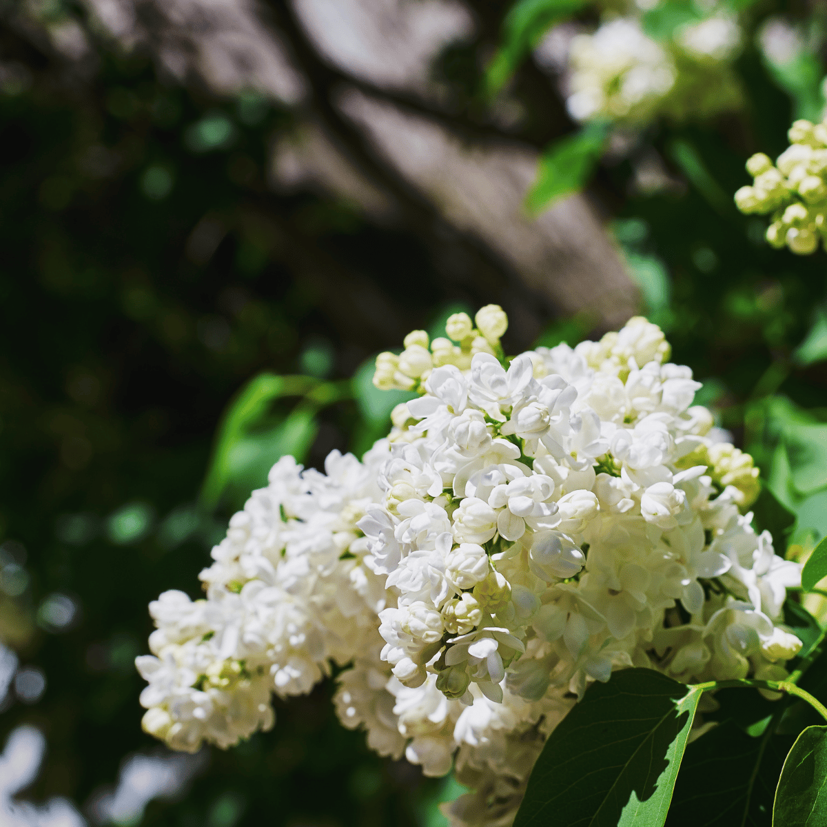 Lagerstroemia Furush White Flower Plant