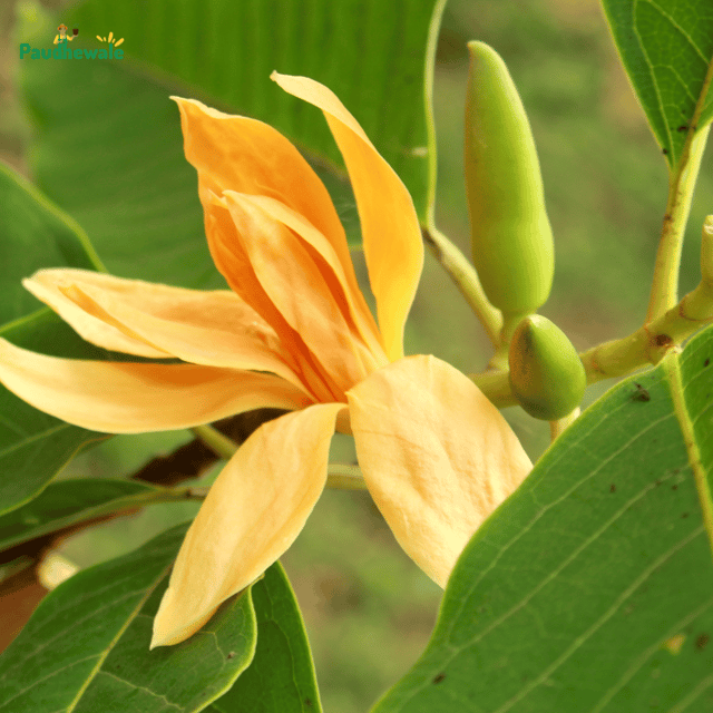 Golden Champa (Magnolia Champaca) Flowering Live Plant