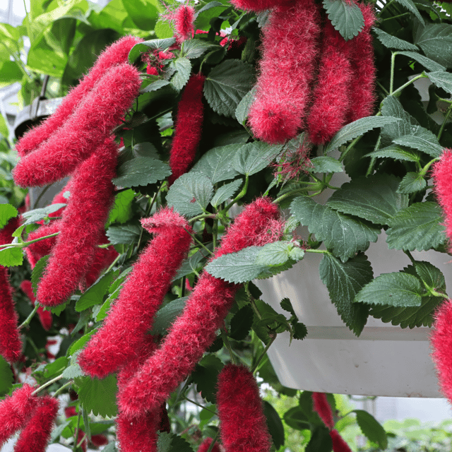 Shiv Jota (Acalypha hispida) Red Flower Live Plant
