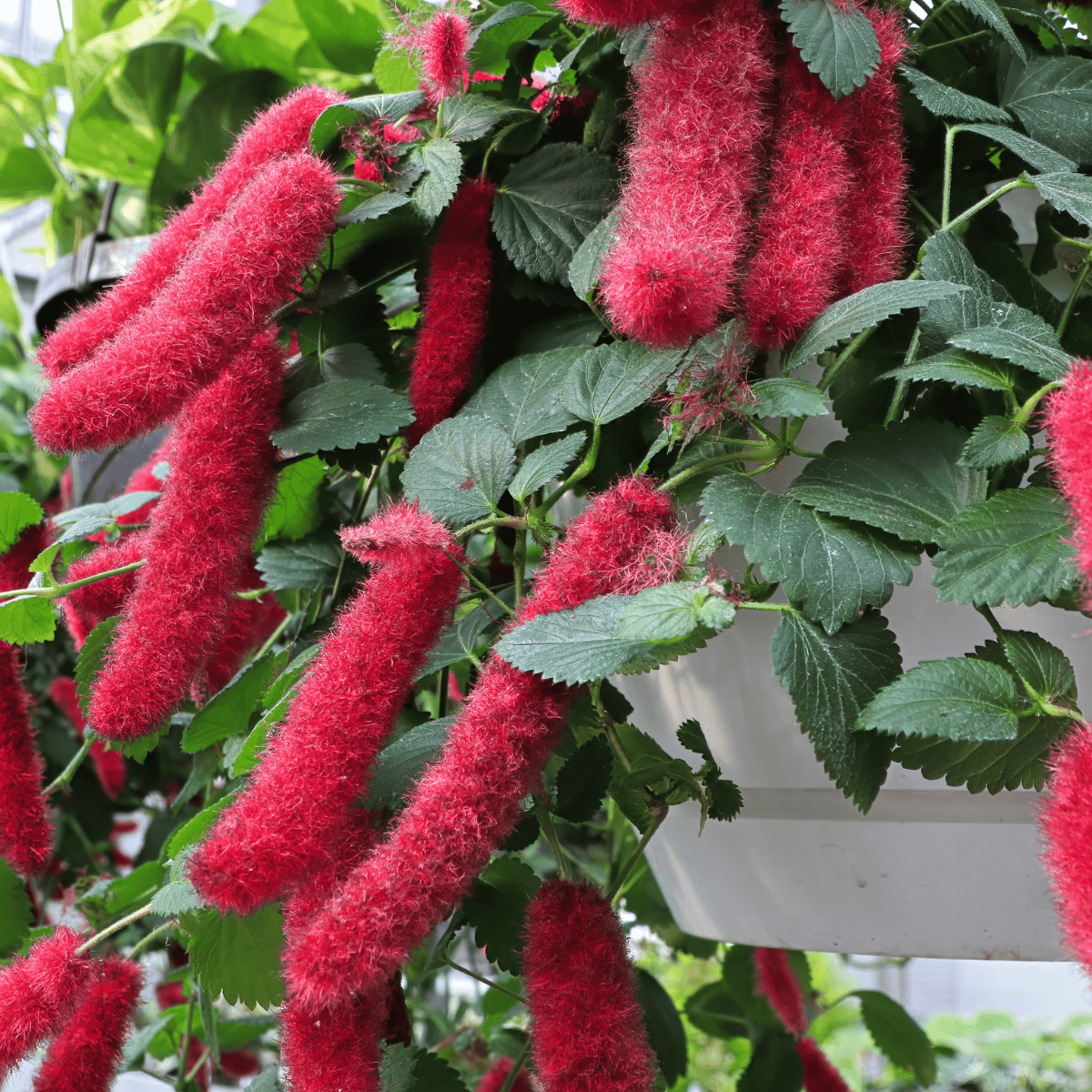 Shiv Jota (Acalypha hispida) Red Flower Live Plant