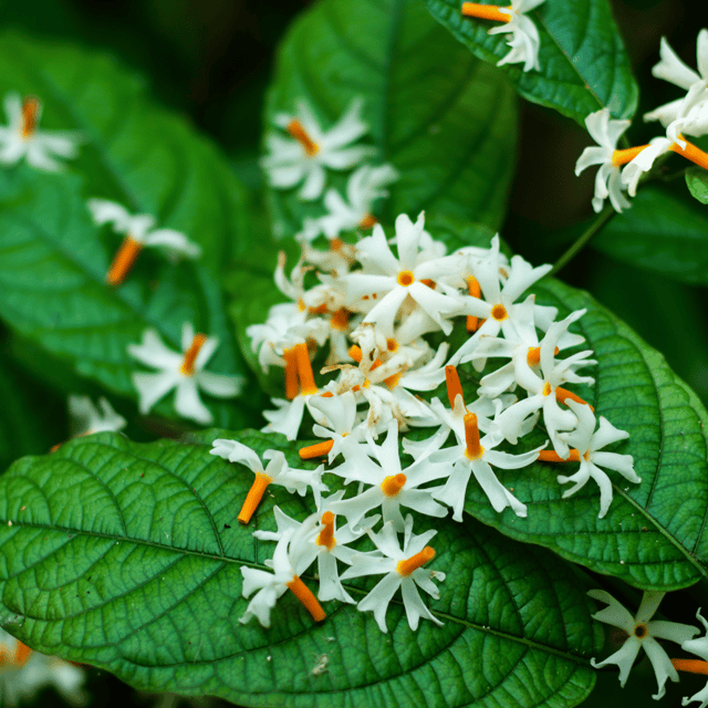Shiuli Harsingaar/Parijaat Flower Live Plant (Queen of Night)