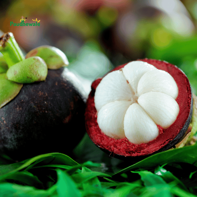 Mangosteen Fruit Plant (Garcinia Mangostana)