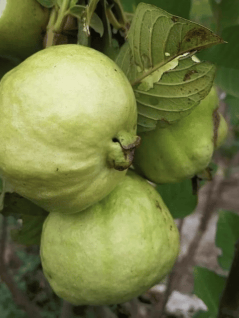 Golden 8 Guava Live Fruit Plant (Grafted)