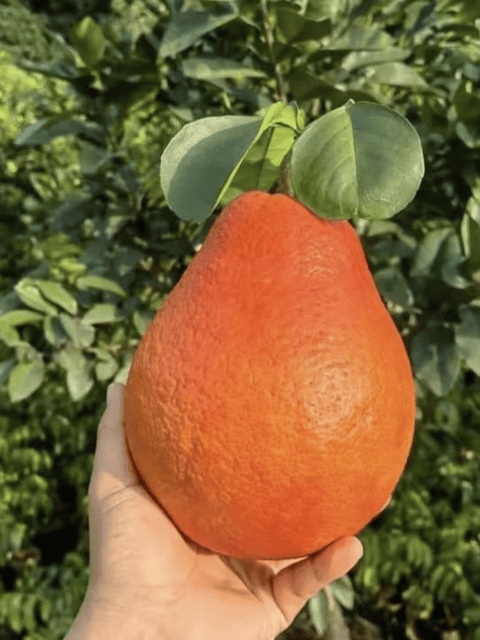 Dekopon Orange / Santra Fruit Plant & Tree (Grafted)
