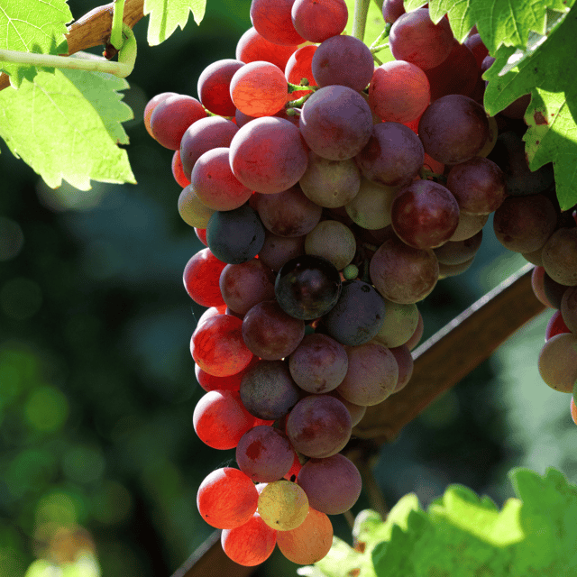 Red Grapes Fruit Plant & Tree-(Grafted)