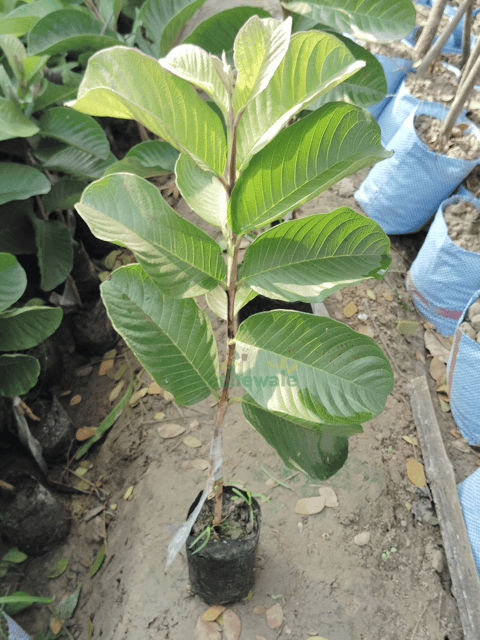 Red Diamond Guava Live Fruit Plant-(Grafted)