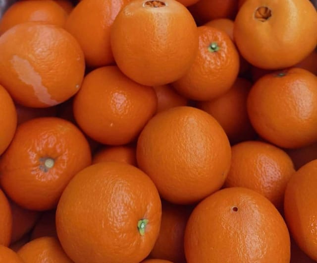 Satuki Kamla Orange Fruit Plant & Tree (Grafted)