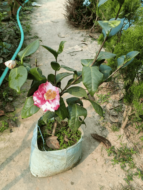 Camellia Flower Plant